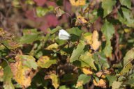 Butterfly in Austria