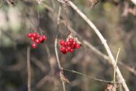 Some berries in Austria